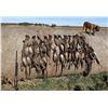 Image 10 : South Dakota: 3 Day 3 Night Exclusive Party Pheasant Hunt for 10 Hunters