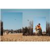 Image 11 : South Dakota: 3 Day 3 Night Exclusive Party Pheasant Hunt for 10 Hunters