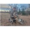 Image 2 : Kansas: 5 Day 5 Night Guided Youth Whitetail Deer Hunt for 1 Hunter, Includes I Buck in Velvet.