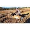 Image 7 : Kansas: 5 Day 5 Night Guided Youth Whitetail Deer Hunt for 1 Hunter, Includes I Buck in Velvet.