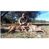 Image 7 : Mexico: 4 Day 5 Night Trophy Coues Deer Hunt for 2 Hunters, includes 2 Trophy Coues Deer.