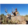 Image 4 : New Mexico: 4 Day Trophy Mule Deer rifle hunt for 2 hunters. Includes 1 Mule Deer per Hunter.