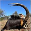 Image 1 : South Africa: 7 Day Plains Game Hunt for 2 Hunters / Includes a $1,500 Trophy Fee Credit Per Hunter
