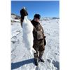 Image 9 : Greenland: 4-Day Muskox Hunt for 1 Hunter, Includes 1 Muskox. Special Offer: Upgrade to 2 Hunters!
