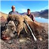 Image 1 : Greenland: 4-Day Muskox Hunt for 1 Hunter, Includes 1 Muskox. Special Offer: Upgrade to 2 Hunters!