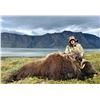 Image 4 : Greenland: 4-Day Muskox Hunt for 1 Hunter, Includes 1 Muskox. Special Offer: Upgrade to 2 Hunters!