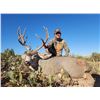 Image 4 : New Mexico: 4 Day Trophy Mule Deer rifle hunt for 2 hunters.