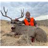 Image 6 : New Mexico: 4 Day Trophy Mule Deer rifle hunt for 2 hunters.