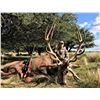 Image 2 : Argentina: 5 Day 4 Night Trophy Big Game Hunt for 1 Hunter, includes 1 Buffalo or 1 Red Stag