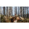 Image 2 : New Mexico: 5 Day Elk/Deer/Bear Combination Archery hunt for 2 hunters