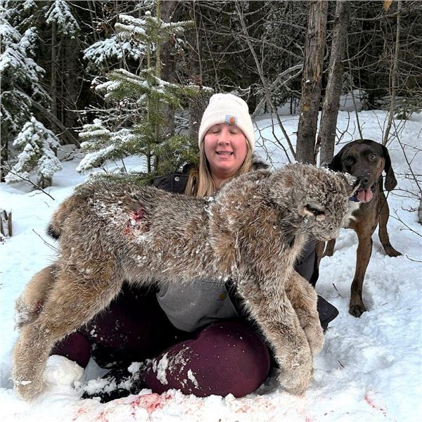 British Columbia: 5-Day Exclusive Lynx Hunt with Hounds for 1 Hunter