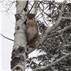 Image 6 : British Columbia: 5-Day Exclusive Lynx Hunt with Hounds for 1 Hunter