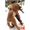 Image 9 : British Columbia: 5-Day Exclusive Lynx Hunt with Hounds for 1 Hunter