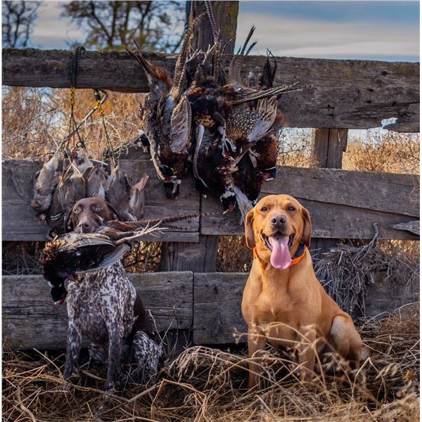 Oregon: Upland Bird Hunting Package for 4 Hunters that Includes 12 Birds Per Day Per Hunter. WOW!