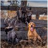 Image 1 : Oregon: Upland Bird Hunting Package for 4 Hunters that Includes 12 Birds Per Day Per Hunter. WOW!