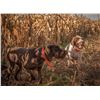 Image 4 : Oregon: Upland Bird Hunting Package for 4 Hunters that Includes 12 Birds Per Day Per Hunter. WOW!
