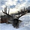 Image 2 : Alberta: 7 Day Trophy Whitetail Deer Hunt for 2 Hunters, includes 1 Trophy Whitetail Buck per Hunter