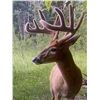 Image 4 : Alberta: 7 Day Archery Whitetail deer hunt for 2 Hunters, includes 1 Buck & Predators per hunter