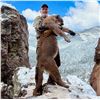 Image 1 : Arizona: 5-Day Trophy Mountain Lion Hunt w/ Hounds