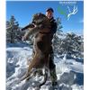 Image 2 : Arizona: 5-Day Trophy Mountain Lion Hunt w/ Hounds