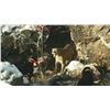 Image 4 : Arizona: 5-Day Trophy Mountain Lion Hunt w/ Hounds