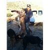 Image 5 : Arizona: 5-Day Trophy Mountain Lion Hunt w/ Hounds