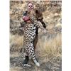 Image 11 : Namibia: 9 D Plainsgame Hunt for 2 Hunters , Includes two  Gemsbok, and a day Etosha Park.