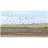 Image 10 : Canada: 3 Day Mixed Bag Waterfowl Hunt for 10 hunters in the heart of Saskatchewan’s flyway