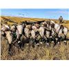 Image 4 : Canada: 3 Day Mixed Bag Waterfowl Hunt for 10 hunters in the heart of Saskatchewan’s flyway