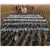 Image 8 : Canada: 3 Day Mixed Bag Waterfowl Hunt for 10 hunters in the heart of Saskatchewan’s flyway