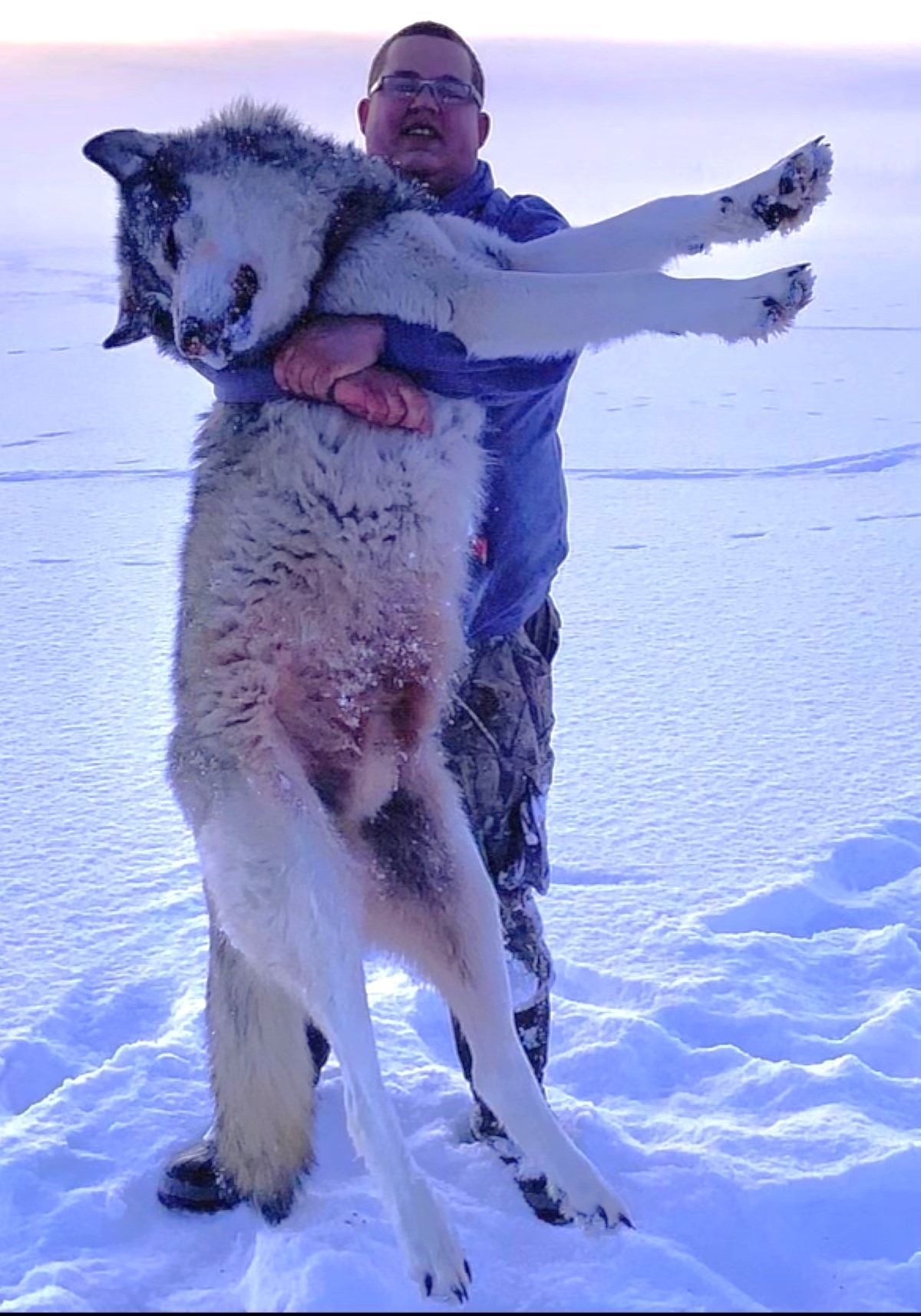 Hunting Wolves Predator Alberta: 9 Day Wolf and Coyote predator hunt for 1 Hunter, including ...