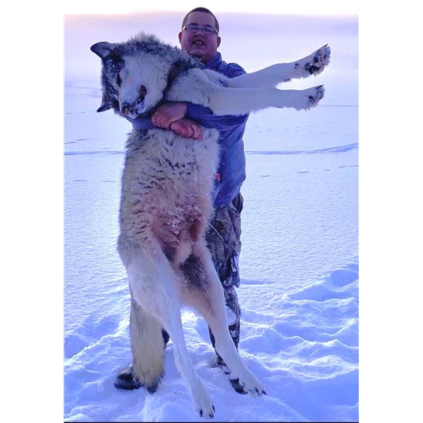 Alberta: 9 Day Wolf and Coyote predator hunt for 1 Hunter, including the trophy fee for 1 wolf.