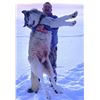 Image 1 : Alberta: 9 Day Wolf and Coyote predator hunt for 1 Hunter, including the trophy fee for 1 wolf.