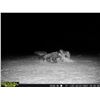 Image 2 : Alberta: 9 Day Wolf and Coyote predator hunt for 1 Hunter, including the trophy fee for 1 wolf.