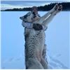 Image 5 : Alberta: 9 Day Wolf and Coyote predator hunt for 1 Hunter, including the trophy fee for 1 wolf.