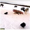 Image 7 : Alberta: 9 Day Wolf and Coyote predator hunt for 1 Hunter, including the trophy fee for 1 wolf.