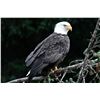 Image 18 : Alaska: Waterfall Resorts 4 Day 3 Night All-Inclusive 5 Star Fishing Vacation Package for 2 Anglers!