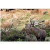 Image 3 : New Zealand: 5 Day Trophy Hunt for 2 Hunters & 2 Observers, including a $9,000 Trophy Free Credit