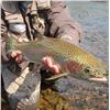 Image 8 : Alaska: 5 Day Spectacular fully guided rainbow trout and salmon fly-fishing adventure for 1 Angler.