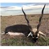 Image 7 : Argentina: 5 Day 4 Night Trophy Big Game Hunt for 1 Hunter, includes 1 Red Stag or 1 Buffalo.