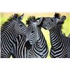 Image 2 : South Africa – 5 Day/5Nights – Photo Safari for Two People: