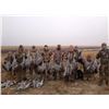 Image 1 : 3 Day/3Night - Sandhill Crane & Geese Hunt for Two Hunters