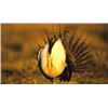 Image 1 : Wyoming -2 Day – Sage Grouse Hunt for Two Hunters