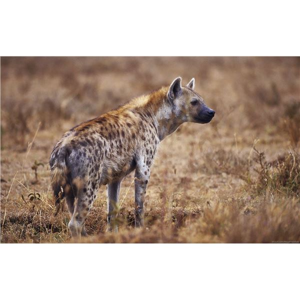 Mozambique – 10 Day/ 8 Days Hunting days – Spotted Hyena Hunt for Two Hunters
