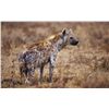 Image 1 : Mozambique – 10 Day/ 8 Days Hunting days – Spotted Hyena Hunt for Two Hunters