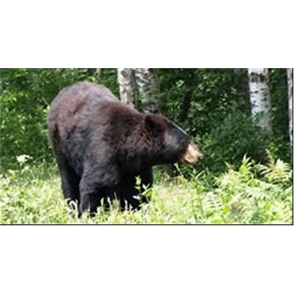 Ontario - 5 Day – Black Bear Hunt for One Hunter