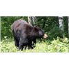Image 1 : Ontario - 5 Day – Black Bear Hunt for One Hunter