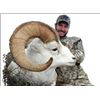Image 3 : Four North American Wild Sheep for One Hunter