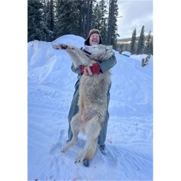 Yukon Territory – 7/6 Hunting Day – Wolf Hunt for One Hunter