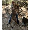 Image 1 : *Arizona - 5 Day Mountain Lion Hunt for One Hunter